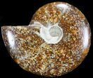 Polished, Agatized Ammonite (Cleoniceras) - Madagascar #60745-1